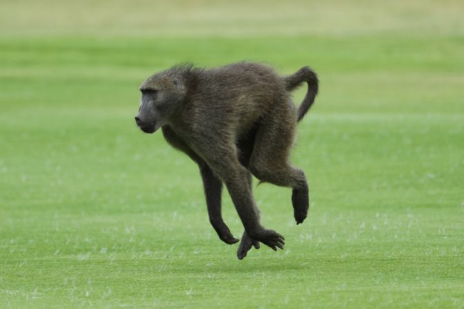 Not to be outdone, a baboon streaks across the fairway of the Gary Player Golf Course Friday.