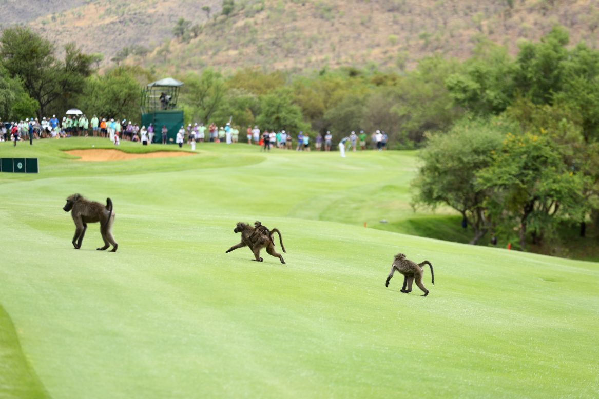 And in 2014, baboons found their way onto the fairways.