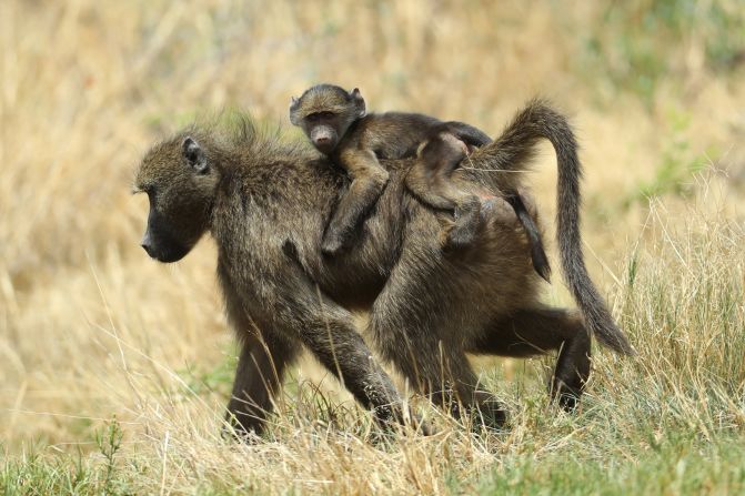 Baboons wander in the rough at the Nedbank Golf Challenge.