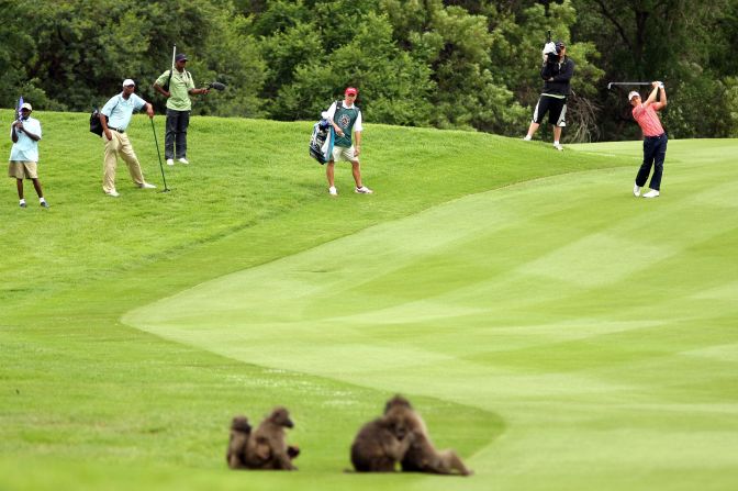 In 2014, English golfer Luke Donald was forced to dodge a fast moving baboon while playing at the Nedbank Golf Challenge.
