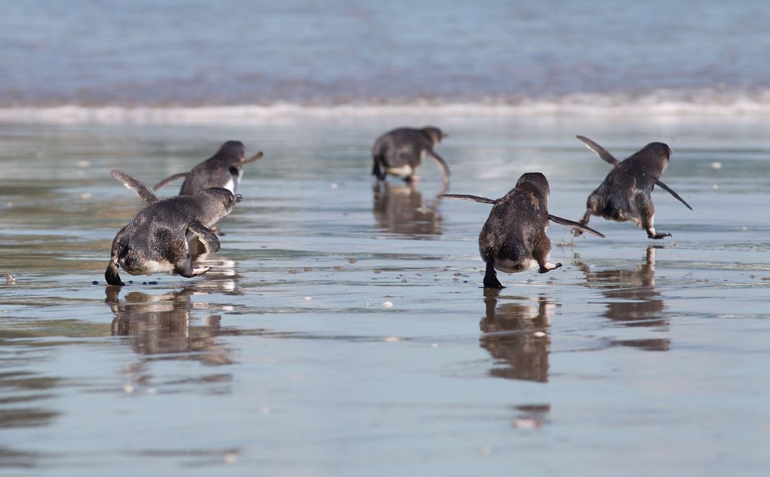 Little blue penguins are under threat from human activity.