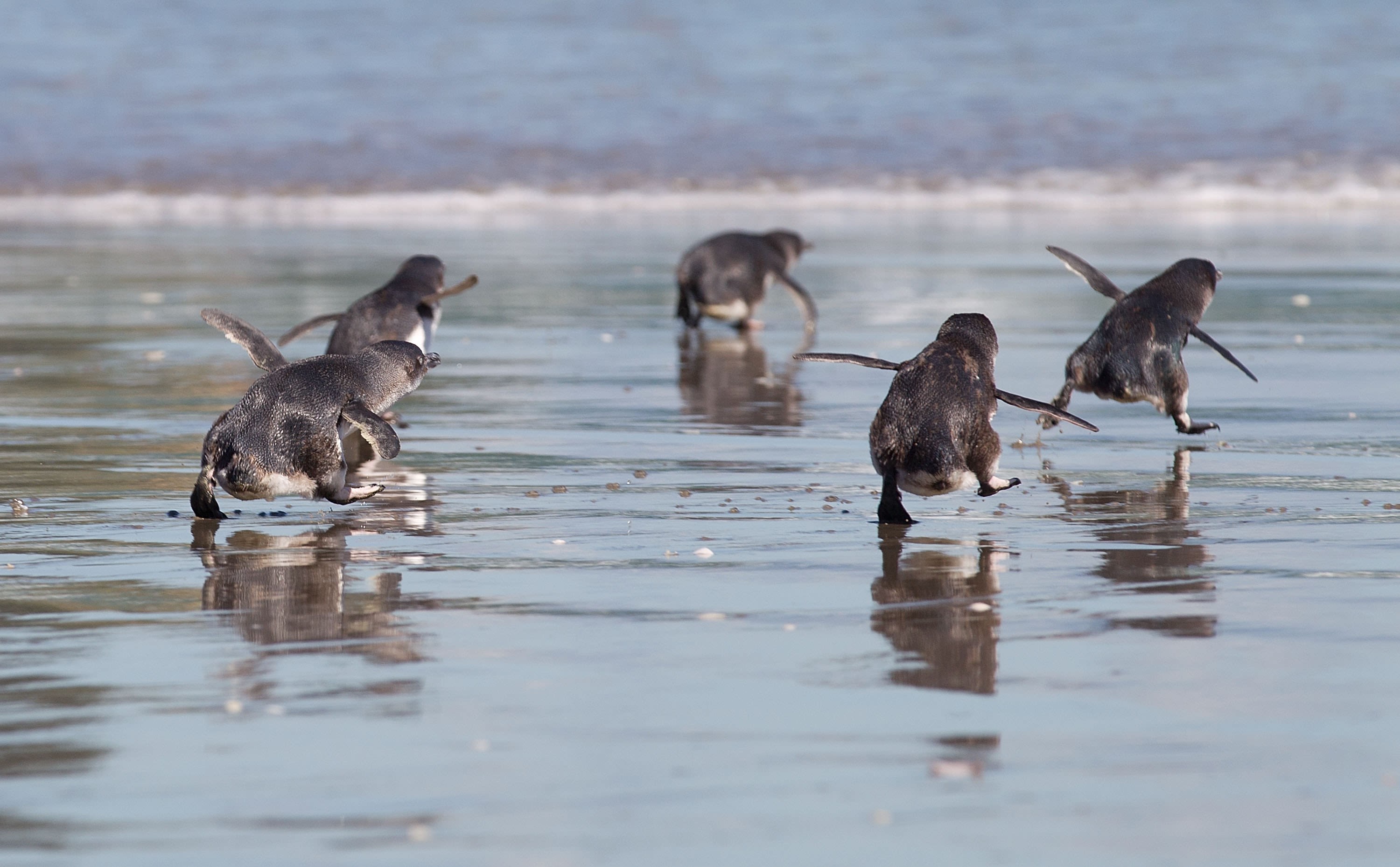 Little penguin/korora: Little blue penguin: New Zealand native sea