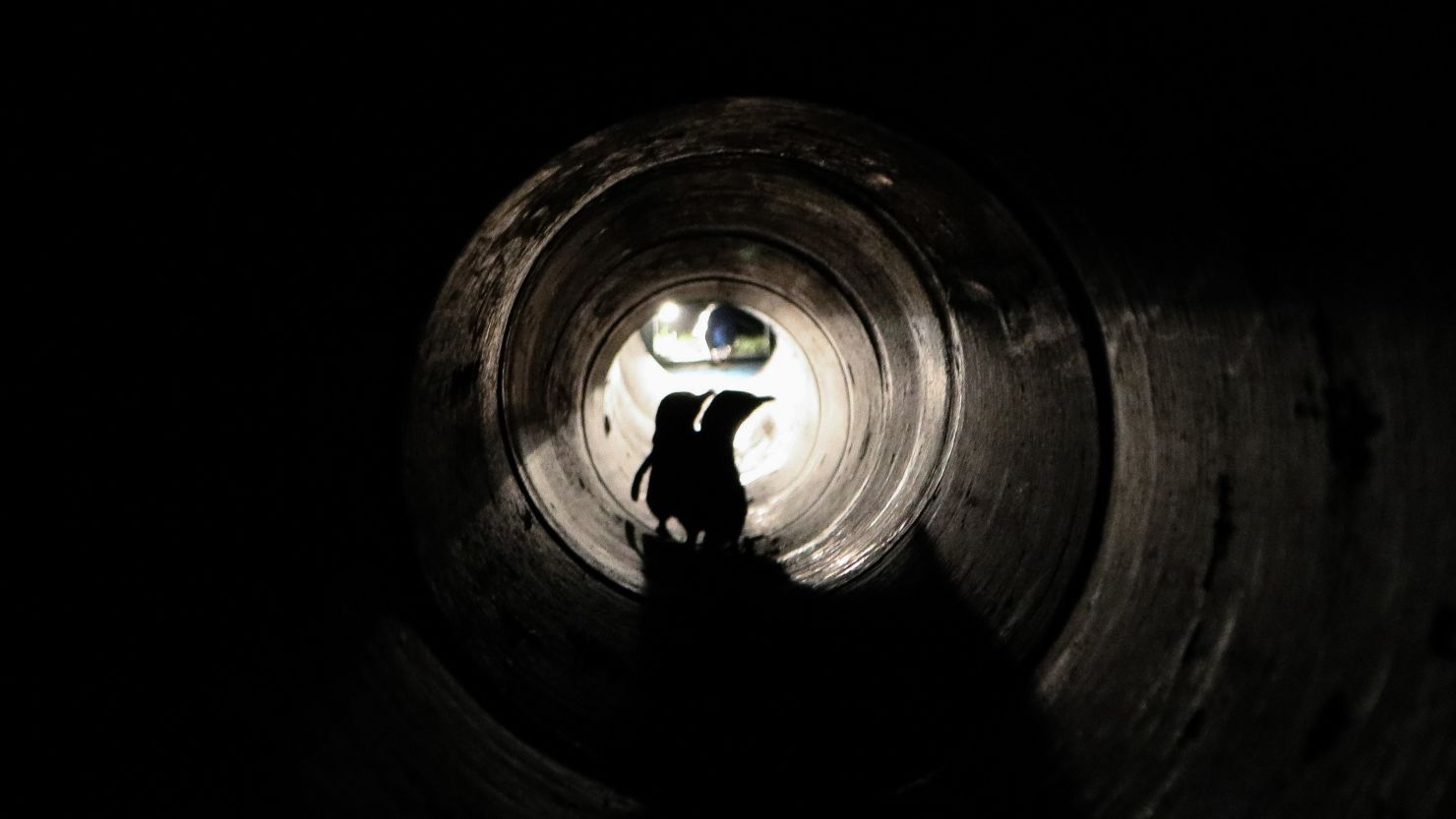 Two penguins use a purpose-built underpass to cross a road in Oamaru, New Zealand.