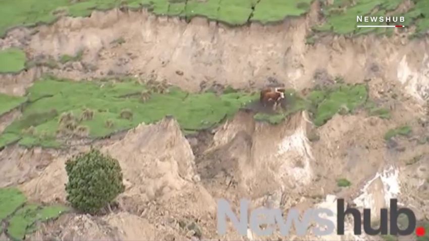 These cows survived the powerful earthquake in New Zealand ORIG _00000612.jpg