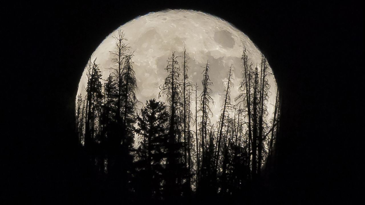 Evergreen trees are silhouetted on the mountain top as a supermoon rises over a ranch in Silverthorne, Colorado, on November 14.