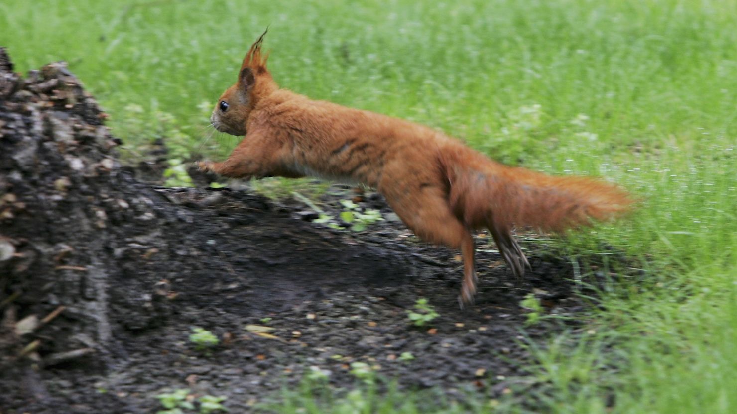 Researchers are looking into how to help the red squirrel, which is endangered in the UK.