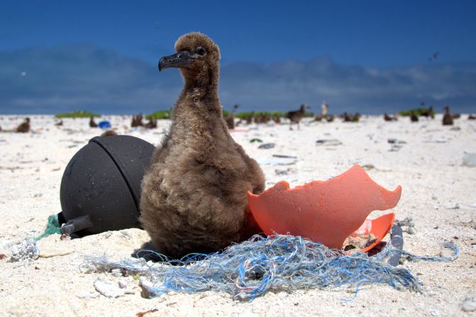 Plastic pollution in the ocean is a massive -- and growing -- problem. Midway Atoll, a remote island situated on the edge of the Great Pacific Garbage Patch, is covered with plastic debris swept onto its beaches by oceanic currents. This Laysan albatross chick is being fed pieces of plastic by its parents, which mistake the waste for food. Seabirds which ingest plastic waste are <a href="index.php?page=&url=https%3A%2F%2Fedition.cnn.com%2F2019%2F07%2F30%2Fhealth%2Fseabirds-plastic-pollution-health-problems-scli-intl%2Findex.html" target="_blank">smaller, lighter and suffer from a litany of health problems</a>. Plastic waste kills up to <a href="index.php?page=&url=https%3A%2F%2Fsustainabledevelopment.un.org%2Fcontent%2Fdocuments%2FOcean_Factsheet_Pollution.pdf" target="_blank" target="_blank">one million seabirds</a> every year.   