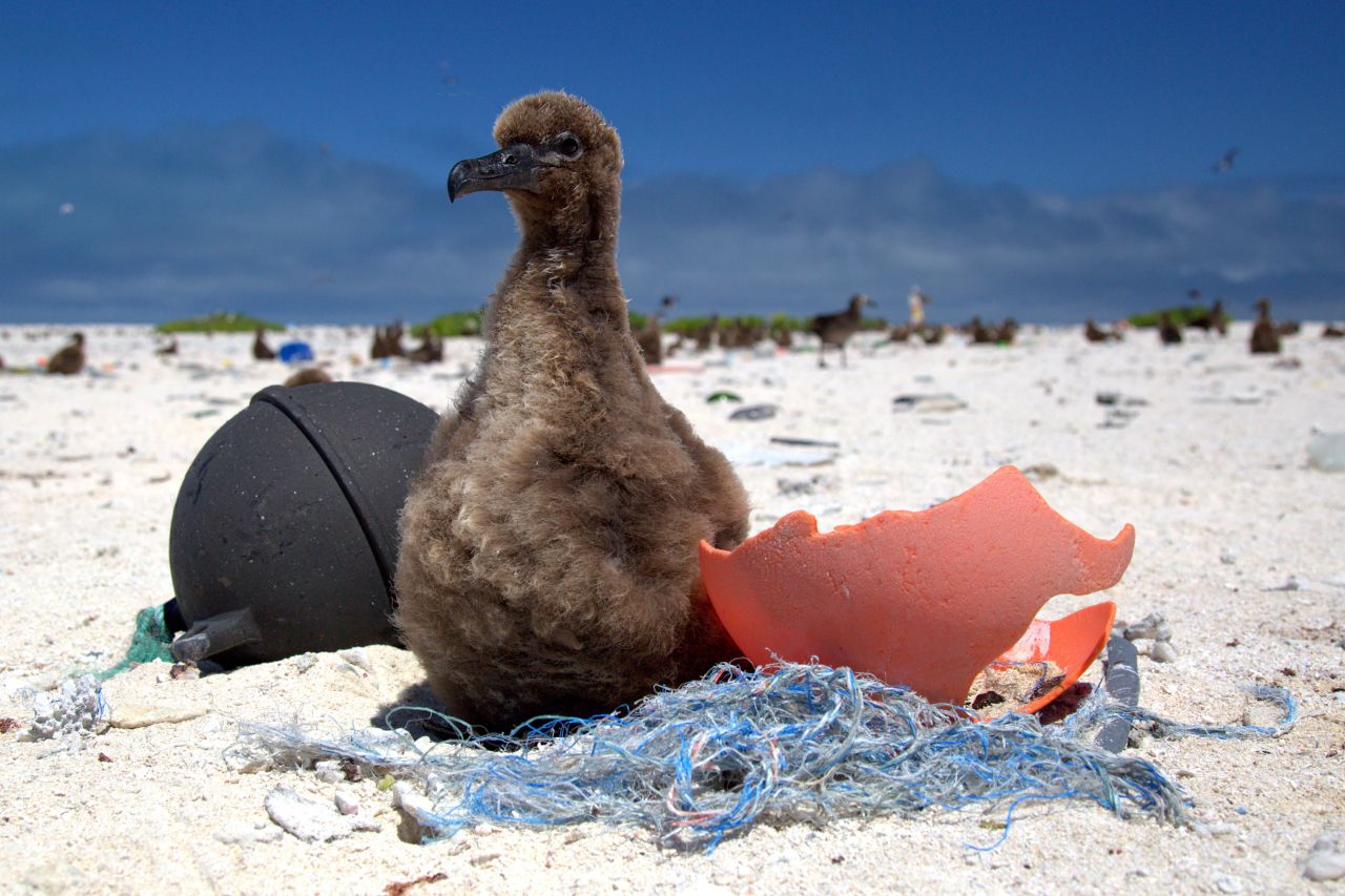What is ocean plastic doing to marine animals? | CNN