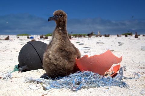 Plastic pollution in the ocean is a massive -- and growing -- problem. Midway Atoll, a remote island situated on the edge of the Great Pacific Garbage Patch, is covered with plastic debris swept onto its beaches by oceanic currents. This Laysan albatross chick is being fed pieces of plastic by its parents, which mistake the waste for food. Seabirds which ingest plastic waste are <a href="https://edition.cnn.com/2019/07/30/health/seabirds-plastic-pollution-health-problems-scli-intl/index.html" target="_blank">smaller, lighter and suffer from a litany of health problems</a>. Plastic waste kills up to <a href="https://sustainabledevelopment.un.org/content/documents/Ocean_Factsheet_Pollution.pdf" target="_blank" target="_blank">one million seabirds</a> every year.   
