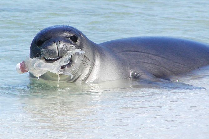 The Hawaiian monk seal is one of the most <a href="index.php?page=&url=https%3A%2F%2Fwww.fisheries.noaa.gov%2Fspecies%2Fhawaiian-monk-seal" target="_blank" target="_blank">endangered seal species</a> in the world with an estimated population of 1,400. Chewing on plastic bottles will not help their survival. 