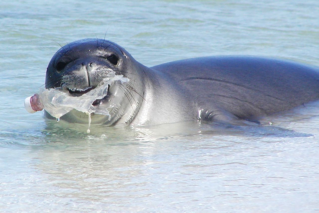 The Hawaiian monk seal is one of the most <a href="https://www.fisheries.noaa.gov/species/hawaiian-monk-seal" target="_blank" target="_blank">endangered seal species</a> in the world with an estimated population of 1,400. Chewing on plastic bottles will not help their survival. 