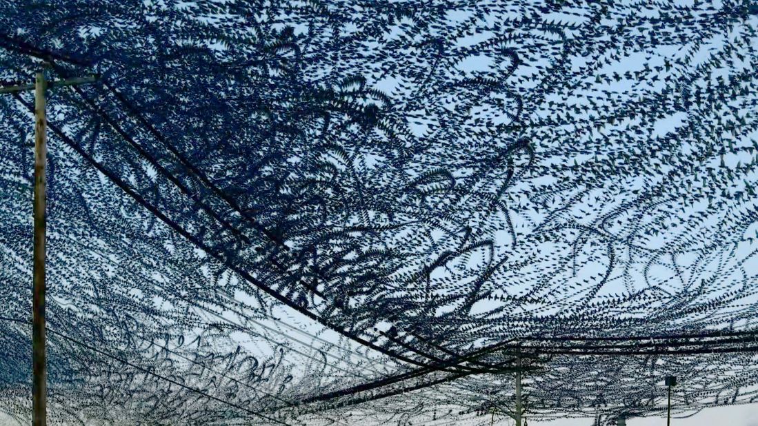 Dennis Hlynsky traced a flock of birds' flight patterns on video. He then created this composite by layering the individual frames on top of one another. 