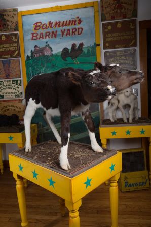 The body of this two-headed calf was shipped directly to the taxidermist before it ended up in the home of Connecticut collector Calvin Von Crush.