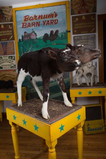 The body of this two-headed calf was shipped directly to the taxidermist before it ended up in the home of Connecticut collector Calvin Von Crush.