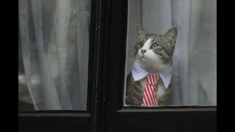 <strong>November 14:</strong> A cat named James wears a collar and tie as he looks out the window of the Ecuadorian Embassy in London. The embassy has been home to WikiLeaks founder Julian Assange for more than four years now.