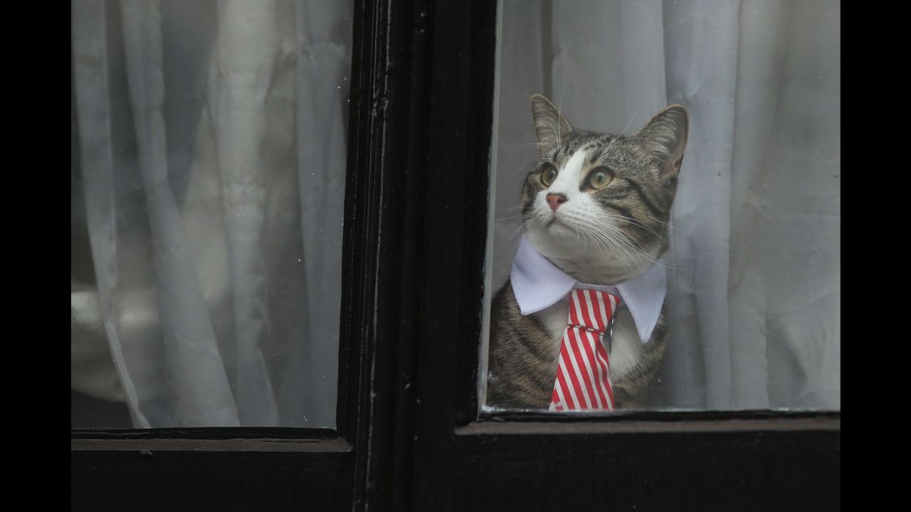 A cat named 'James' wearing a collar and tie looks out of the window of the Ecuadorian Embassy in London on November 14, 2016. WikiLeaks founder Julian Assange had been held there since 2012. 