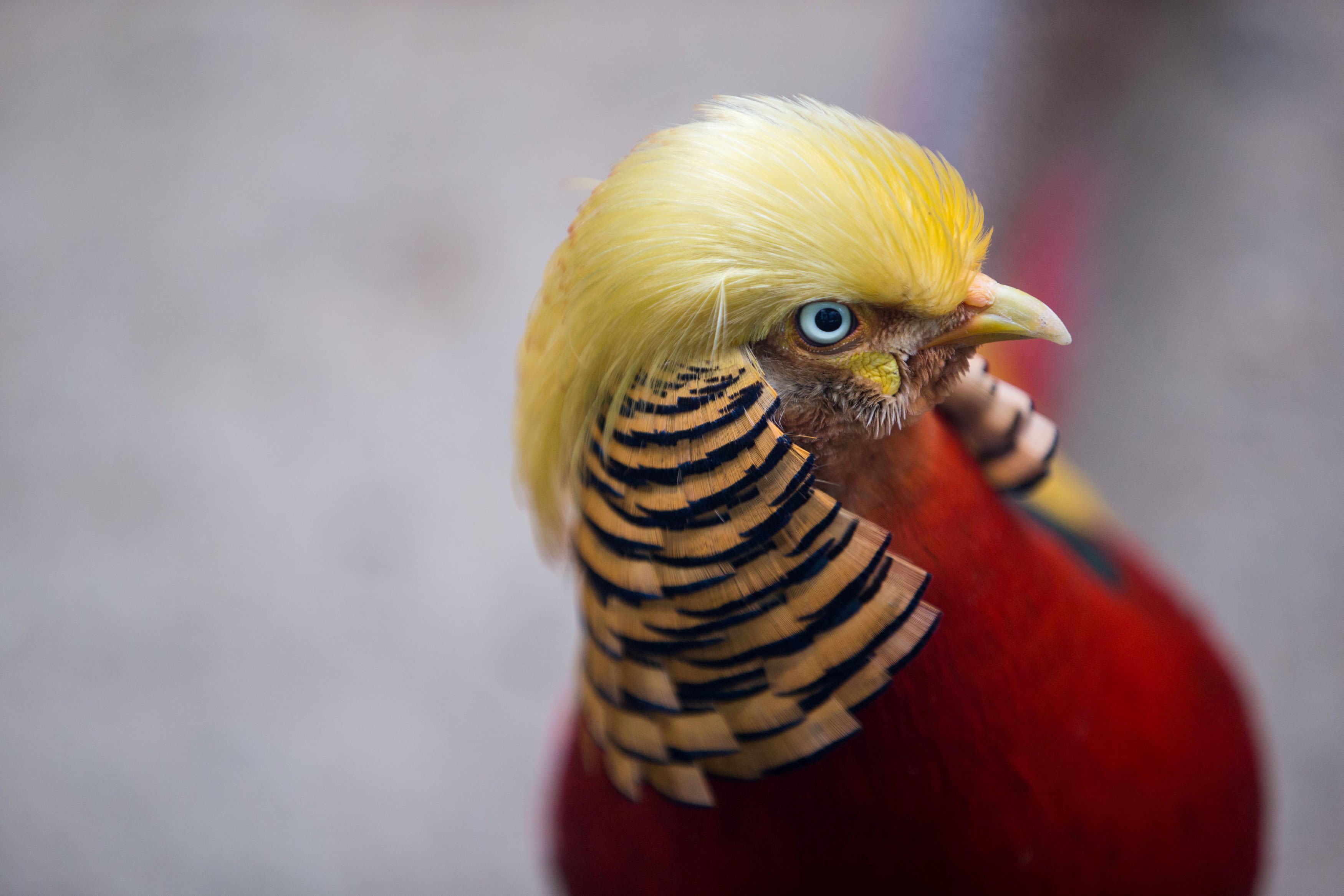 Haha guys, this bird looks like Donald Trump | CNN Politics