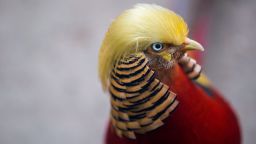 A golden pheasant is seen at Hangzhou Safari Park in Hangzhou, Zhejiang Province, China, November 13, 2016. According to local media, the pheasant gains popularity as its golden feathers resemble the hairstyle of U.S. President-elect Donald Trump. Picture taken November 13, 2016. 
