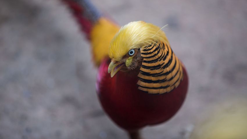 A golden pheasant is seen at Hangzhou Safari Park in Hangzhou, Zhejiang Province, China, November 13, 2016. According to local media, the pheasant gains popularity as its golden feathers resemble the hairstyle of U.S. President-elect Donald Trump. Picture taken November 13, 2016. 