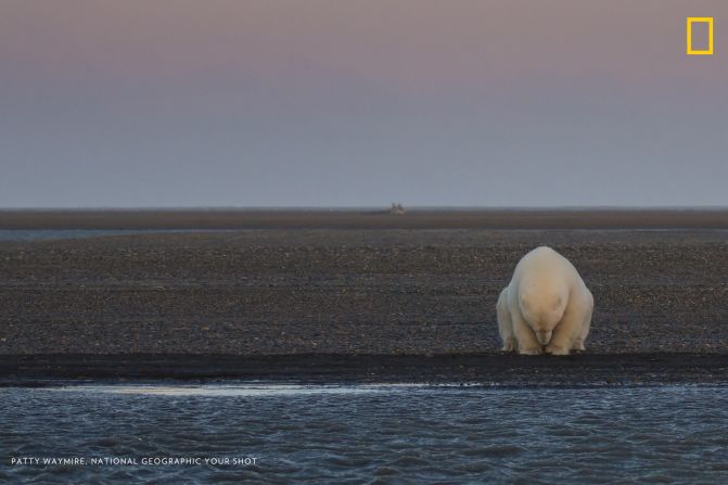 The "Climate Change -- In Focus" exhibition shows the effects of climate change. <br />Pictured: A solitary bear sits on the edge of one of the Barter Islands, Alaska. There is no snow, when at this time of year, there should be," wrote photographer Patty Waymire. <em>Via National Geographic </em><a href="index.php?page=&url=http%3A%2F%2Fyourshot.nationalgeographic.com%2F" target="_blank" target="_blank"><em>Your Shot</em></a>