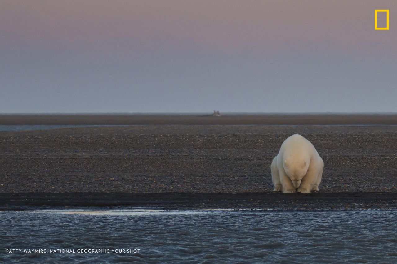 The "Climate Change -- In Focus" exhibition shows the effects of climate change. <br />Pictured: A solitary bear sits on the edge of one of the Barter Islands, Alaska. There is no snow, when at this time of year, there should be," wrote photographer Patty Waymire. <em>Via National Geographic </em><a href="http://yourshot.nationalgeographic.com/" target="_blank" target="_blank"><em>Your Shot</em></a>