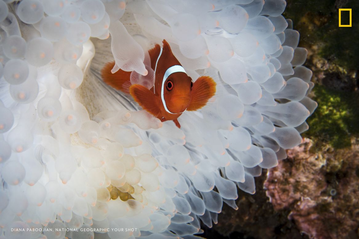 The exhibition shows the best 100 photographs from a global competition.<br />"On a recent trip to Indonesia we were saddened to see the huge number of bleached anemones. We expected to see some coral bleaching, but we were surprised by how many anemones were also becoming victims to rising ocean temperatures," wrote photographer Diana Paboojian. <em>Via National Geographic Your Shot</em>