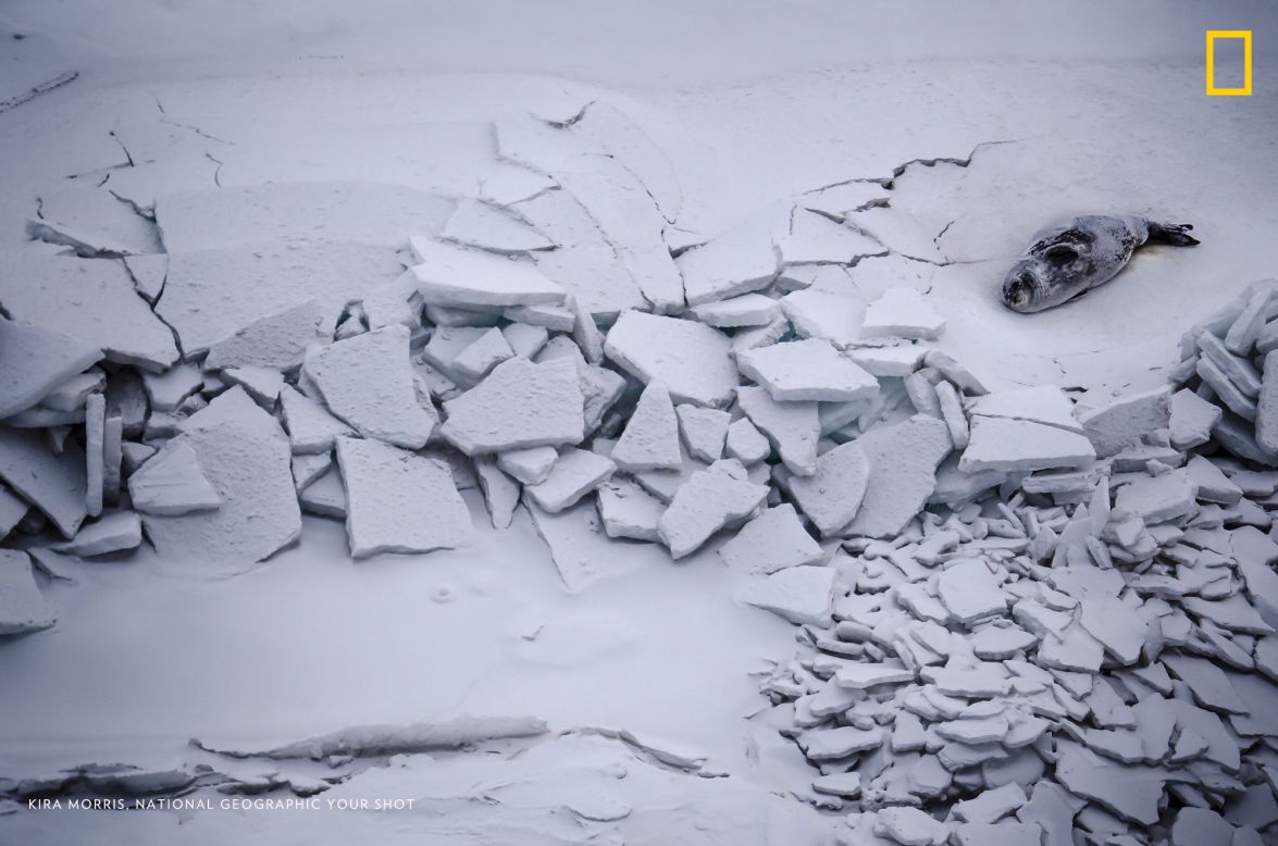 A seal lies near among massive cracks in the sea ice near Ross Island, Antarctica. Photo: Kira Morris, Antarctica.<em> </em><em>Via National Geographic Your Shot</em>
