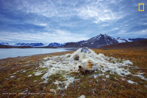 Photo: Vadim Balakin, Russia: "These polar bear remains have been discovered at one of the islands of Northern Svalbard, Norway. While it is not certain whether the polar bear died from starvation or old age, the good condition of its teeth indicate that it is most likely from starvation," wrote Balakin. <em>Via National Geographic Your Shot</em>