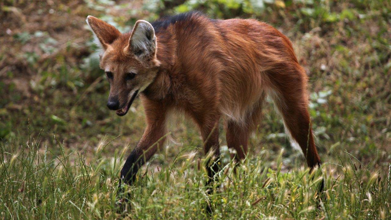 Among Minas Gerais' natural attractions is the<em> lobo guará, </em>or "maned wolf," the largest canid in South America. In the Parque Natural do Caraça, there's a priest who regularly feeds the animals as visitors look on.