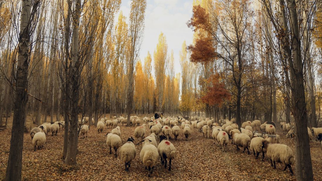 Flocking to the forest. Sheep graze in an autumn forest in the Inonu neighborhood of Karaman, a city in south central Turkey.<br />