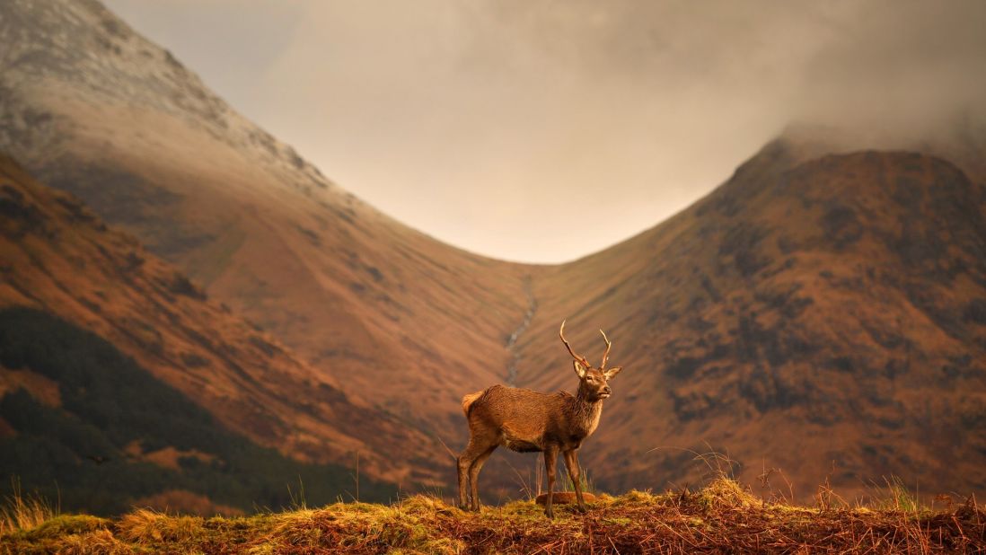 Monarch of the Glen. A Scottish red deer grazes in Glen Etive following the end of the rutting season. Stags bellow to compete for mates in the Scottish Highlands, but need to spend winter feeding to regain strength for the following season.<br />