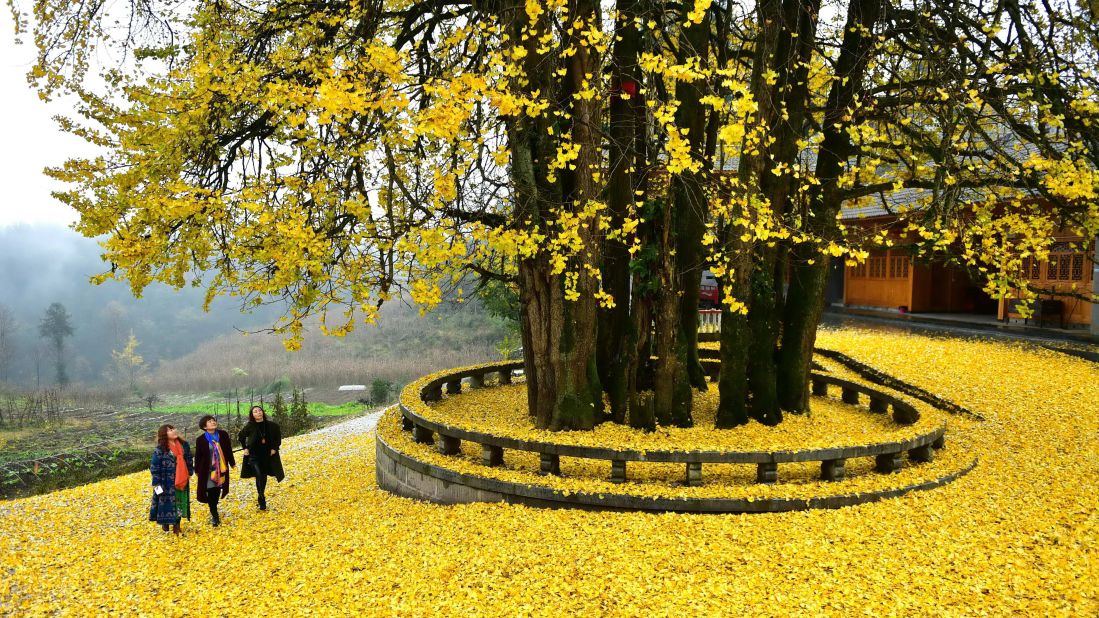 Tourists visit an ancient ginkgo tree in Maobatang Village, Xuan'en County of central China's Hubei Province. Revered for its beauty and longevity, the ginkgo tree is regarded by botanists as a living fossil. <br />