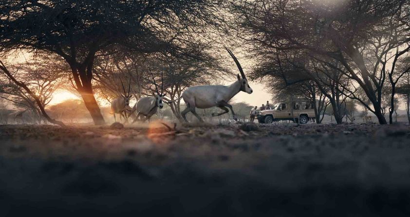 Just two hours away from Abu Dhabi city center, sits Sir Bani Yas, one of the largest natural islands in the United Arab Emirates. It's a sanctuary for roughly 10,000 protected animals, including gazelles, cheetahs and hyenas.