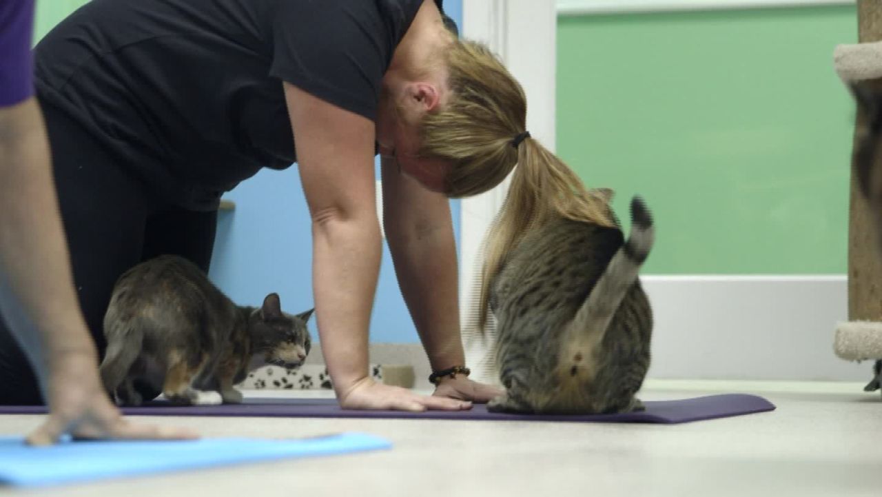 cat yoga orig llr_00013303