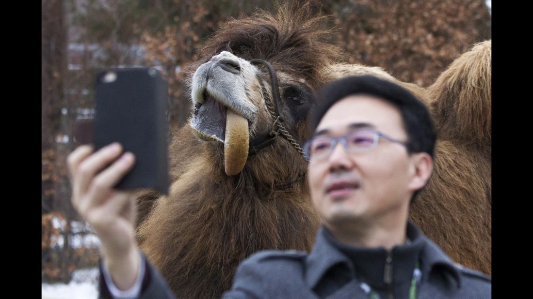 A journalist takes a selfie with Alice, a Bactrian camel at the Toronto Zoo, before a naming ceremony for two panda cubs on Monday, March 7.
