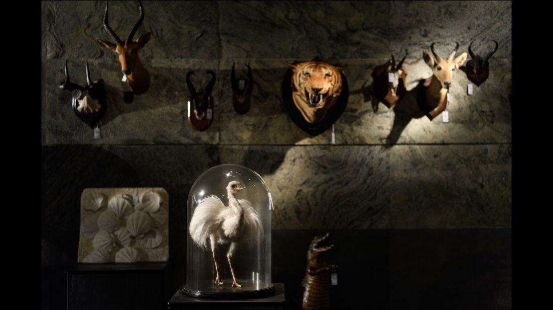 The Evolution-themed auction featured game trophies and natural history artifacts. 