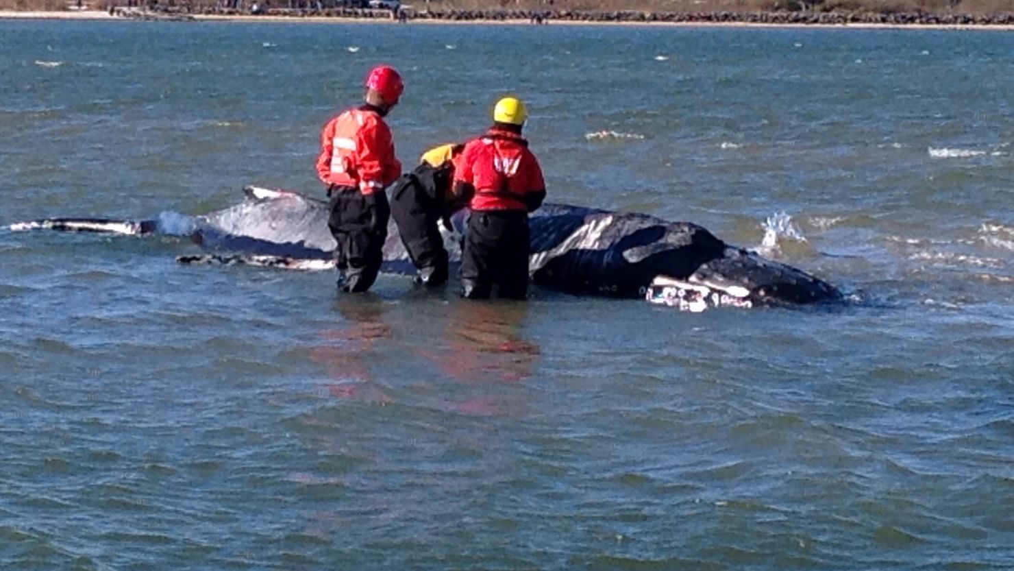 A humpback whale stranded in Moriches Bay was euthanized Wednesday. 