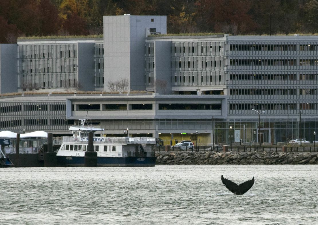 A humpback whale pops up in the waters of Hudson River as seen from New York City. This is not the whale that was euthanized Wednesday in Moriches Bay.