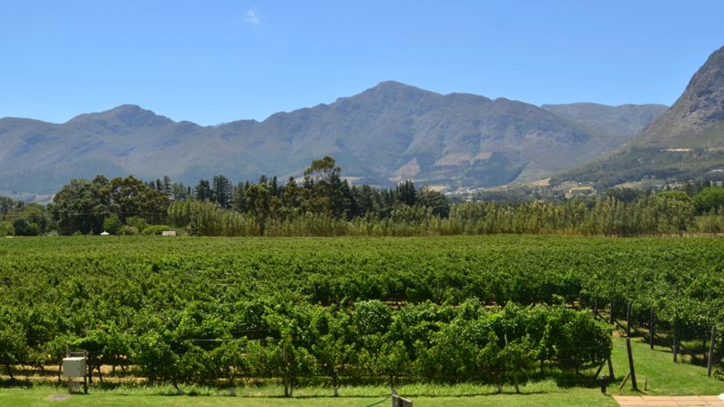 A mountain range looms over the vineyard at Holden Manz. 