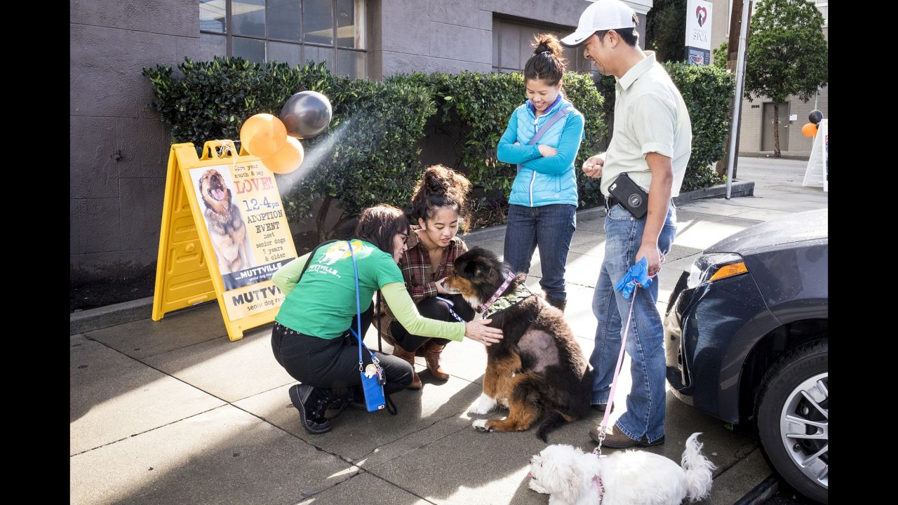Every dog that Muttville receives sees the group's in-house veterinarian to get vaccines, a microchip, and urine and blood analysis. The group also runs a program for terminally ill dogs.