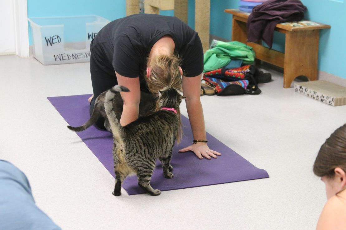 A cat checks a participant's form -- and her ponytail.