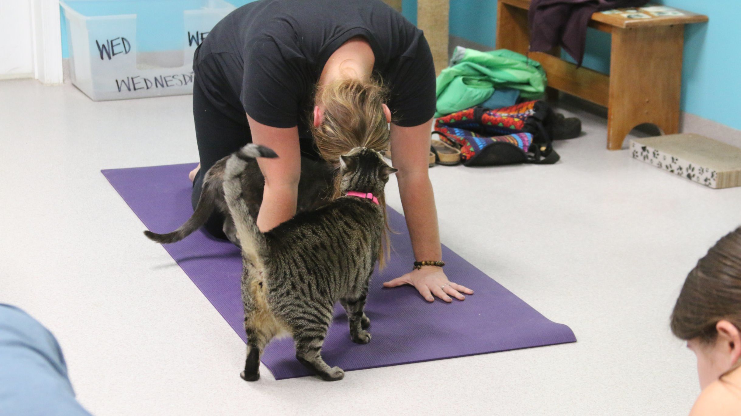 A cat checks a participant's form -- and her ponytail.