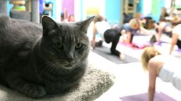 A cat sits in judgment as women practice yoga behind him