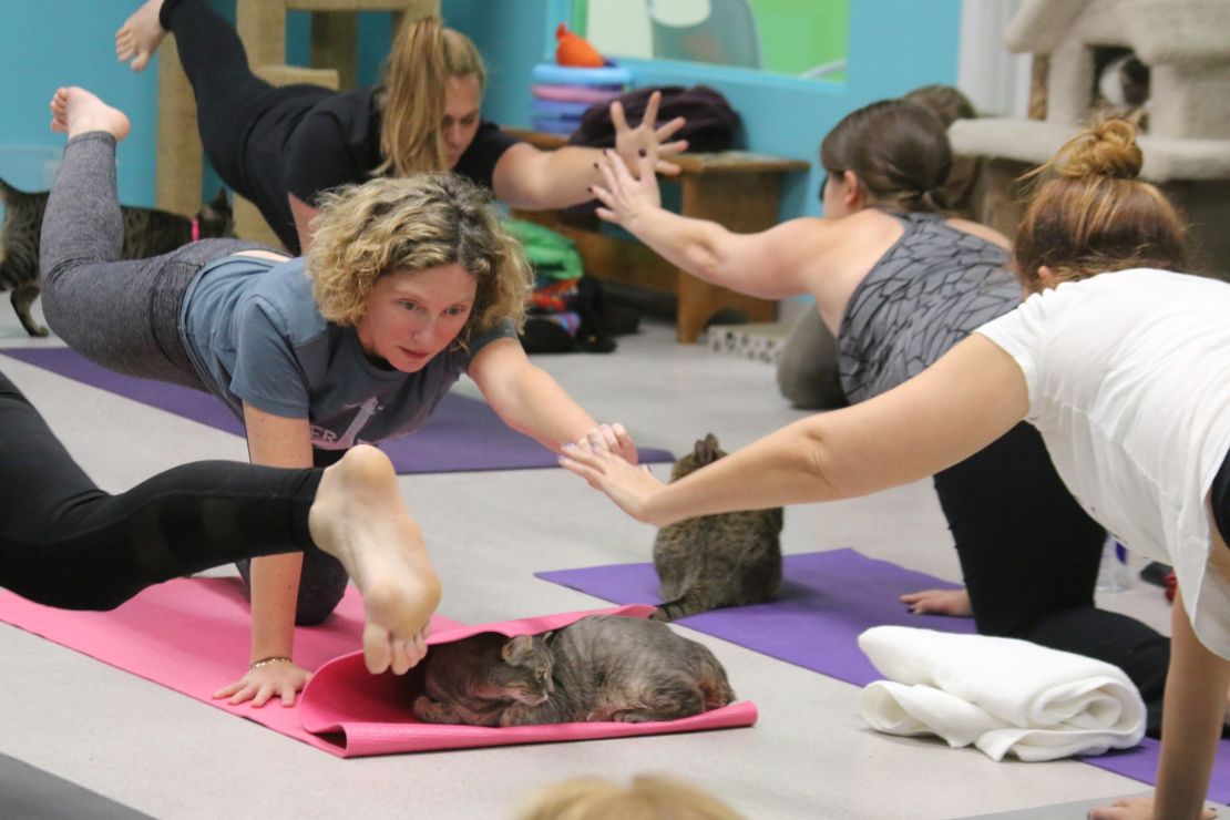 Cats love yoga mats and can't help but be the center of the action at Good Mews shelter.