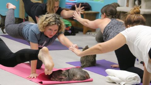 Cats love yoga mats and can't help but be the center of the action at Good Mews shelter.