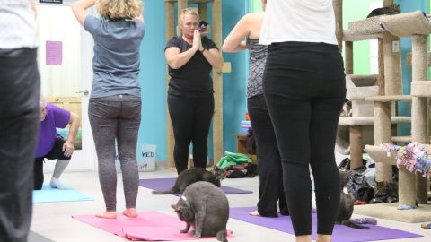 Namaste! Cats seem to love yoga.