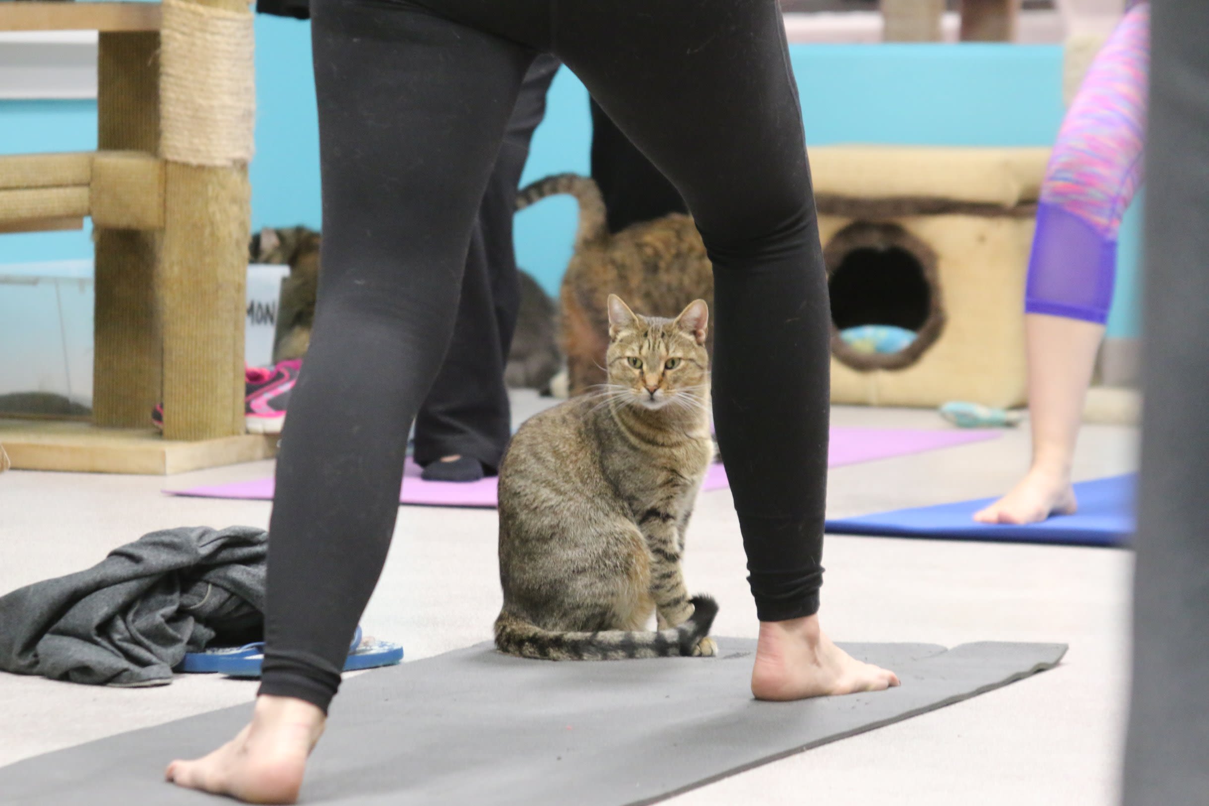 Cat yoga: The mewest exercise trend