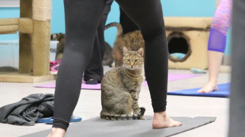 A cat peers between the legs of one yoga student.