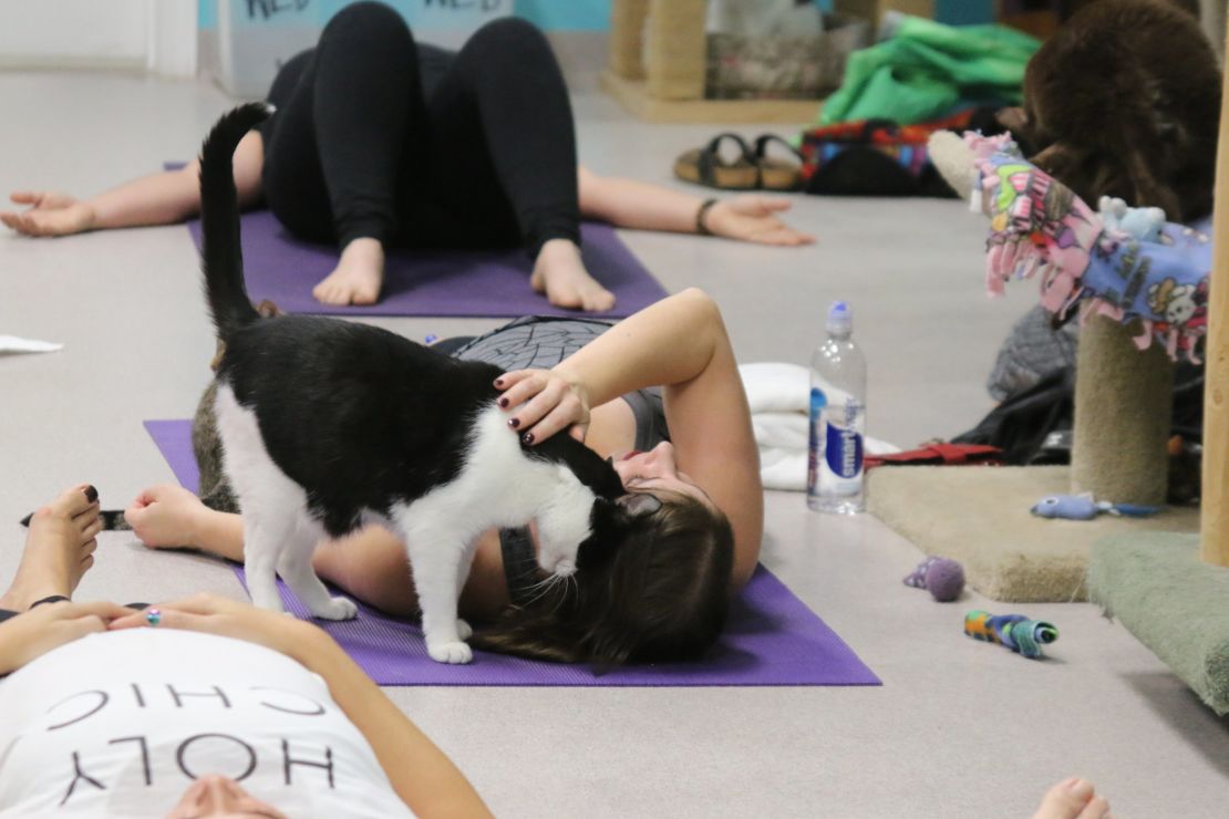 Cats may be distracting during yoga, but the love they give is welcome.