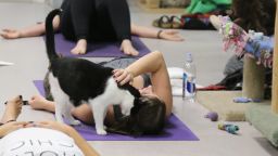 Cats may be distracting during yoga, but the love they give is welcome